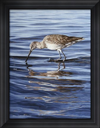 Framed Willet Print