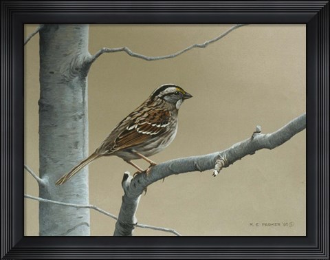 Framed White Throat Sparrow Print