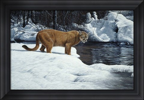 Framed Waters Edge - Cougar Print
