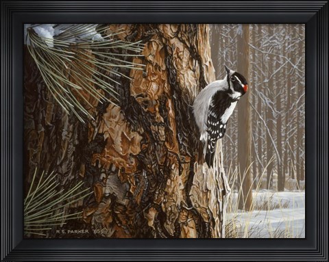 Framed Winter Pine- Downy Woodpecker Print