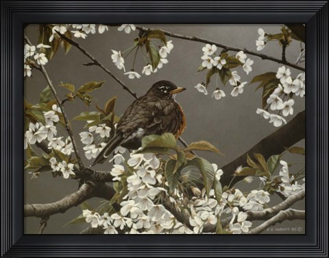 Framed Cherry Blossoms 2 Print