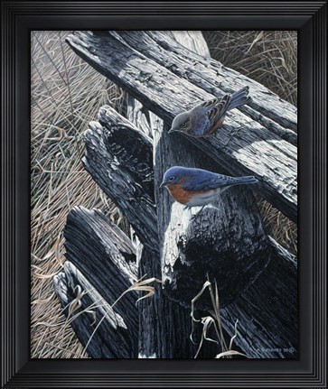 Framed Bluebirds On Rail Fence Print
