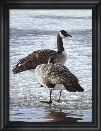 Framed Freeze Up- Canada Geese Print