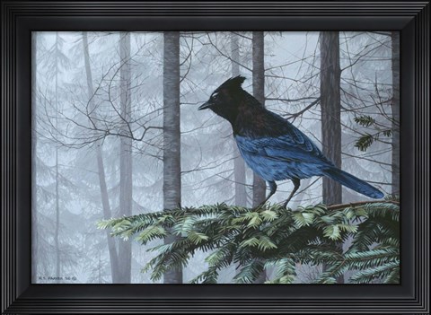 Framed Stellers Jay In Fog Print