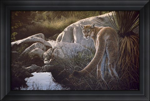 Framed Creekside Cougar Print