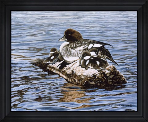 Framed Goldeneye &amp; Ducklings Print