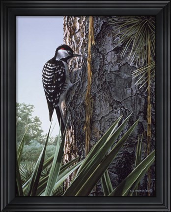 Framed Red Cockaded Woodpecker Print
