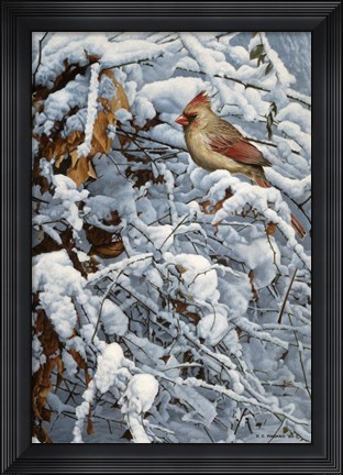 Framed Cardinal In Brambles Print