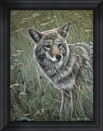 Framed Coyote In The Grass Print