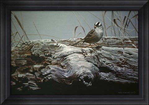 Framed Driftwood 3 Print