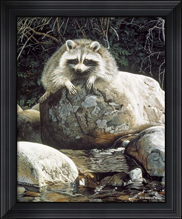 Framed Low Water - Raccoon Print