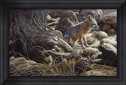 Framed Desert Respite- Kit Fox Print