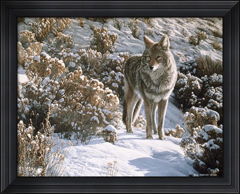 Framed Winter Sage- Coyote Print