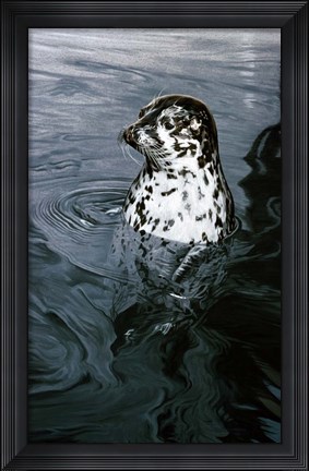 Framed Harbor Seal Print