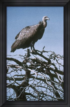 Framed Vulture Print