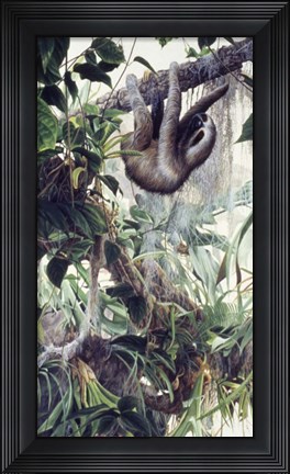 Framed Sloth Print