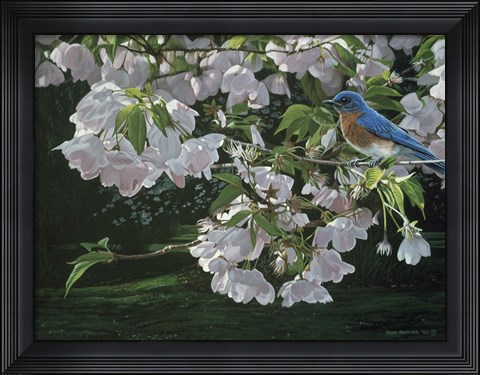 Framed Cherry Blossoms Print