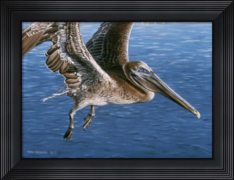Framed Flying Pelican Print