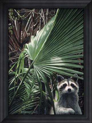 Framed Everglades Raccoon Print