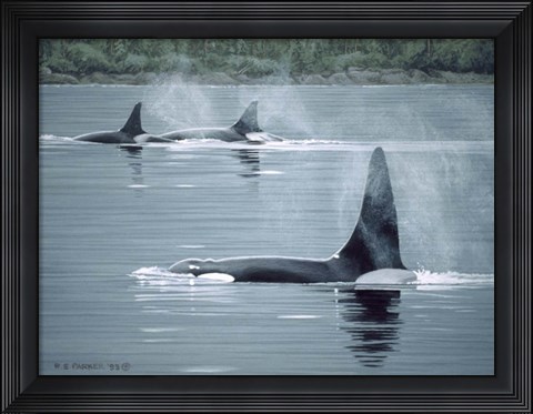 Framed Orcas Print