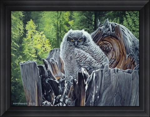 Framed Great Horned Owl Print