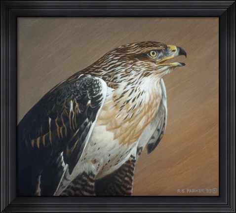 Framed Ferruginous Hawk Print