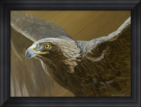 Framed Golden Eagle Print