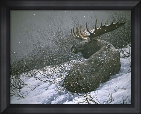 Framed Moose In The  Brush Print