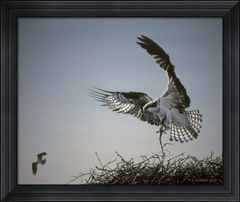 Framed Nest Builder Print