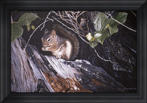 Framed Red Squirrel In Salac Print