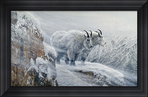 Framed Winter&#39;s Fury Mountain Goat Print