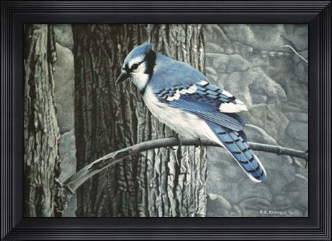 Framed Backyard Jay Print