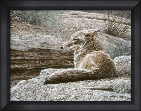 Framed Resting Coyote Print