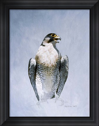 Framed Peregrine Falcon Print