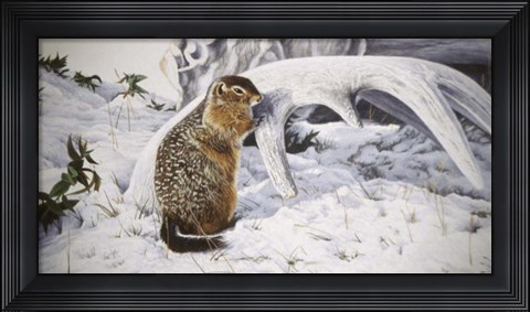 Framed Sic Sic And Moose Antler Print