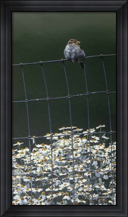 Framed House Sparrow &amp; Daises Print