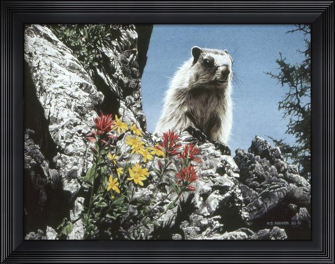 Framed Young Marmot Print