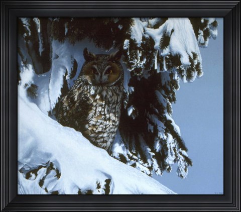 Framed Long Eared Owl Print