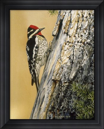 Framed Yellow Bellied Sapsucker Print