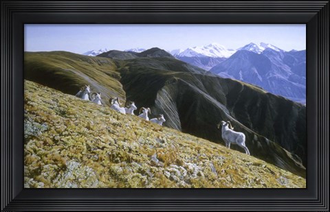 Framed Dall Sheep Print