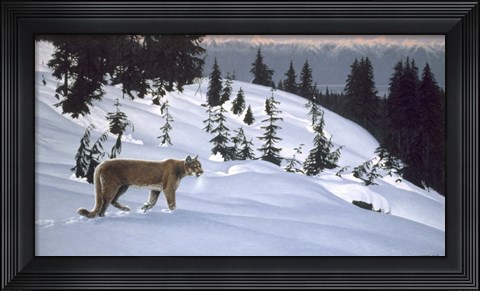Framed Cougar In Snow Print