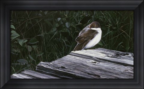 Framed Tree Swallow Print