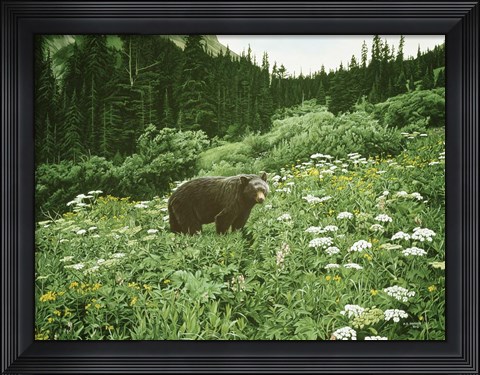 Framed Old Man Of The Mountain- Black Bear Print
