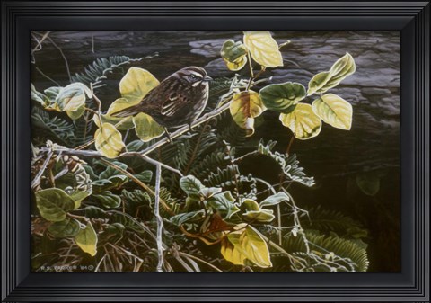 Framed Song Sparrow On Salal Print