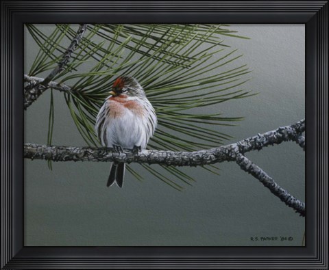 Framed Red Poll Print
