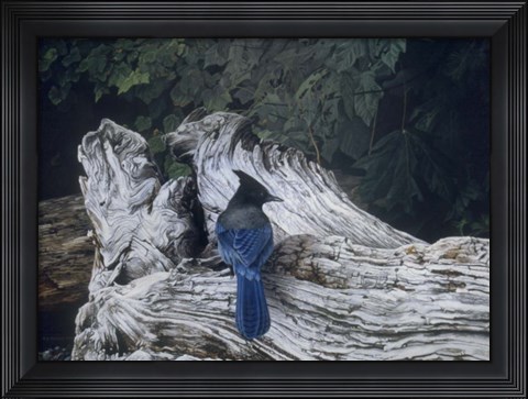 Framed Driftwood 2 Print