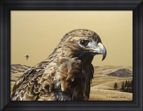 Framed Red Tailed Hawk 2 Print