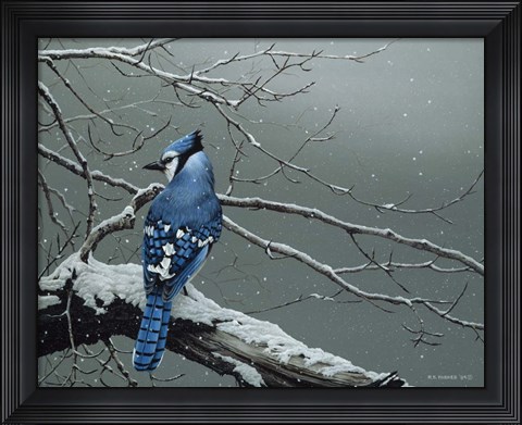 Framed Winter Jay Print