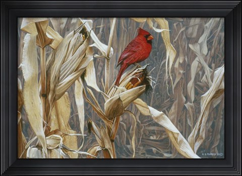 Framed Autumn Cornfield - Cardinal Print