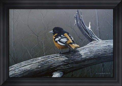 Framed Redstart Print